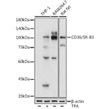Western Blot - Anti-CD36 Antibody (A91438) - Antibodies.com