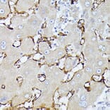 Immunohistochemistry - Anti-CD36 Antibody (A91438) - Antibodies.com