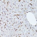 Immunohistochemistry - Anti-CD36 Antibody (A91438) - Antibodies.com