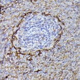 Immunohistochemistry - Anti-CD36 Antibody (A91438) - Antibodies.com
