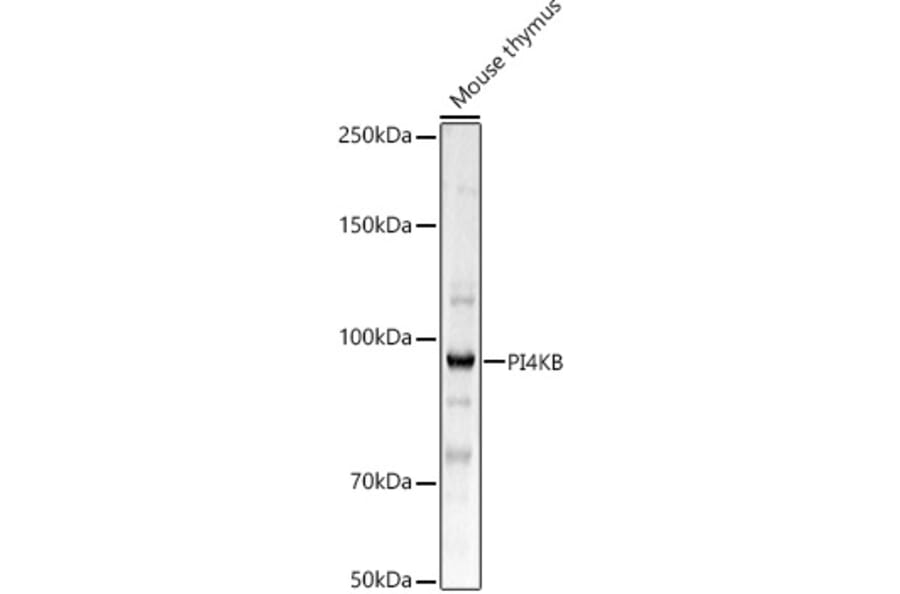 Western Blot - Anti-PI4 kinase beta/PI4KB Antibody (A91442) - Antibodies.com