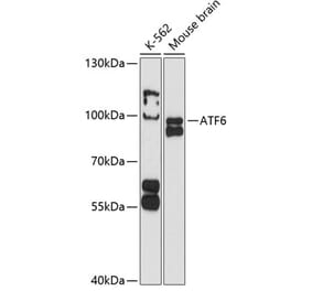 Western Blot - Anti-ATF6 Antibody (A91443) - Antibodies.com