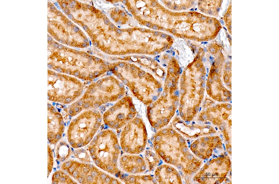 Immunohistochemistry - Anti-ATF6 Antibody (A91443) - Antibodies.com