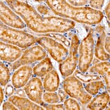 Immunohistochemistry - Anti-ATF6 Antibody (A91443) - Antibodies.com