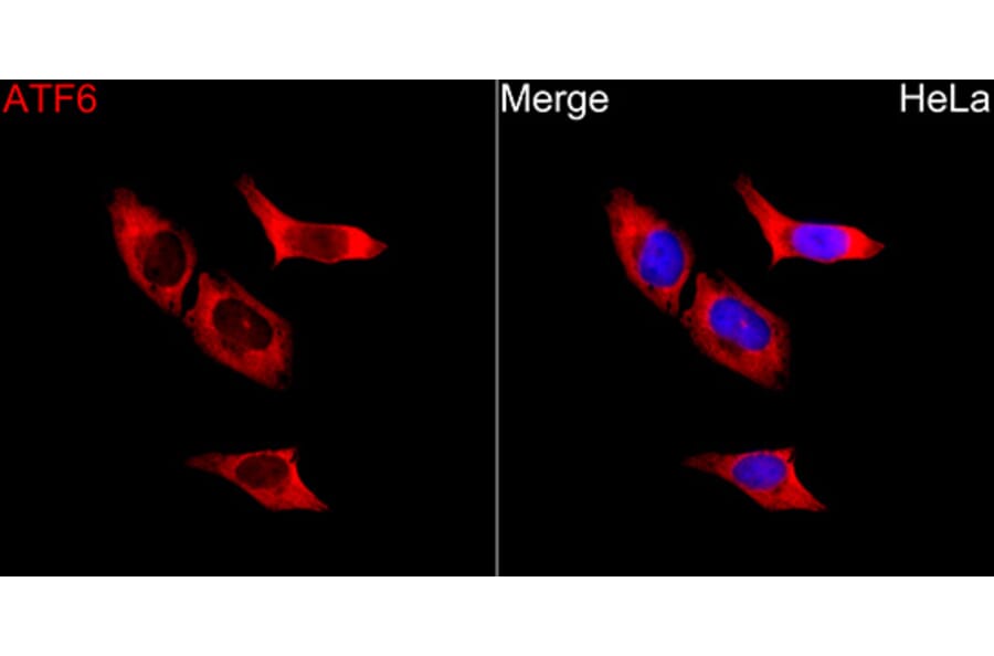 Immunofluorescence - Anti-ATF6 Antibody (A91443) - Antibodies.com