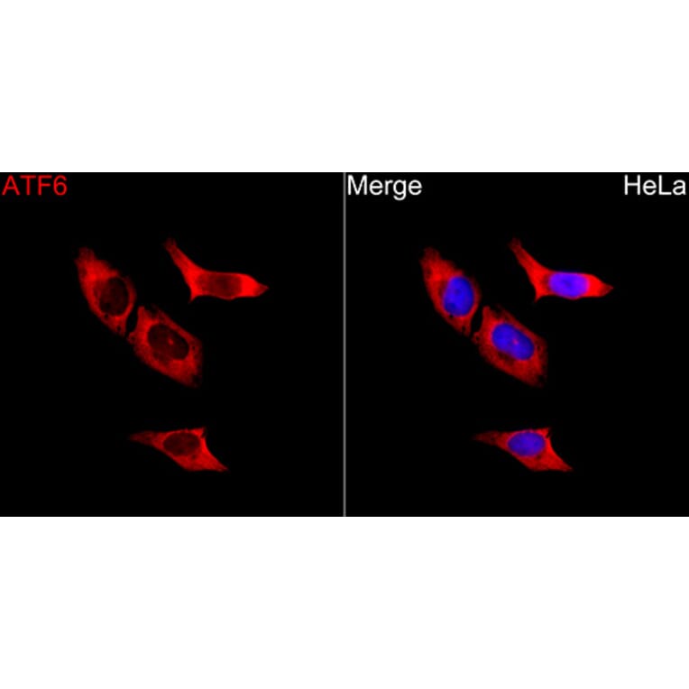 Immunofluorescence - Anti-ATF6 Antibody (A91443) - Antibodies.com