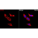 Immunofluorescence - Anti-ATF6 Antibody (A91443) - Antibodies.com
