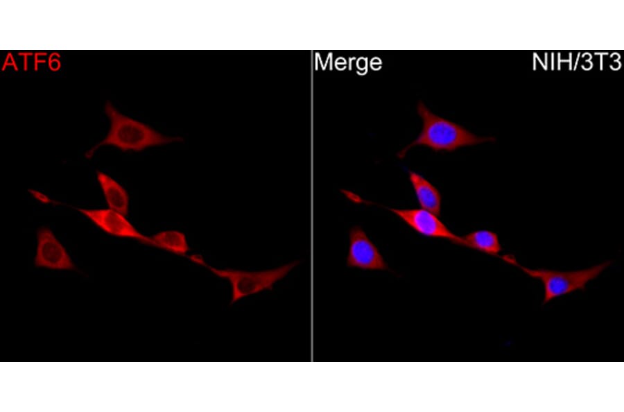 Immunofluorescence - Anti-ATF6 Antibody (A91443) - Antibodies.com
