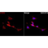 Immunofluorescence - Anti-ATF6 Antibody (A91443) - Antibodies.com
