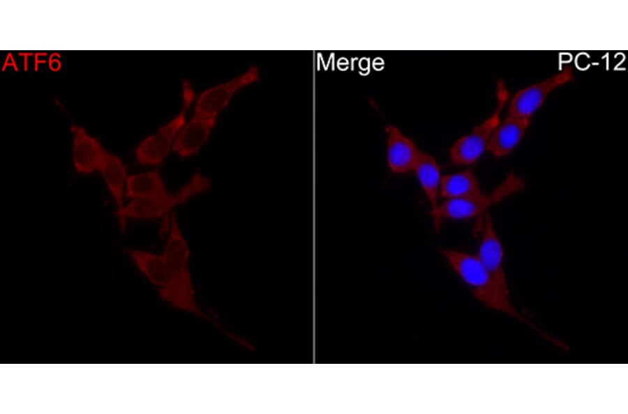 Immunofluorescence - Anti-ATF6 Antibody (A91443) - Antibodies.com
