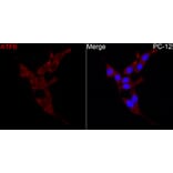 Immunofluorescence - Anti-ATF6 Antibody (A91443) - Antibodies.com