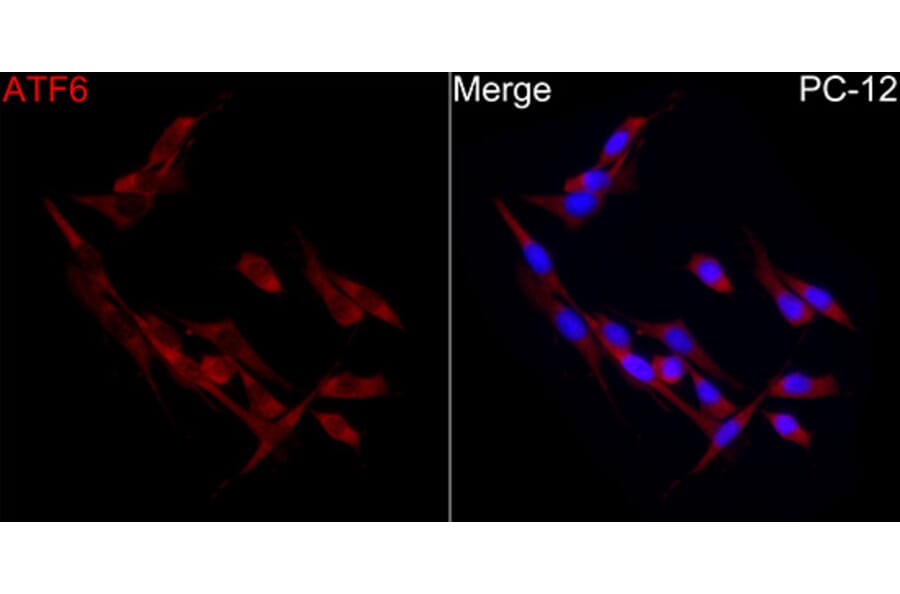 Immunofluorescence - Anti-ATF6 Antibody (A91443) - Antibodies.com