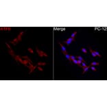 Immunofluorescence - Anti-ATF6 Antibody (A91443) - Antibodies.com