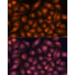 Immunofluorescence - Anti-DDX31 Antibody (A91448) - Antibodies.com