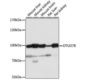 Western Blot - Anti-Cezanne Antibody (A91450) - Antibodies.com