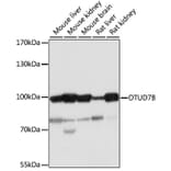 Western Blot - Anti-Cezanne Antibody (A91450) - Antibodies.com