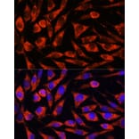 Immunofluorescence - Anti-Cezanne Antibody (A91450) - Antibodies.com