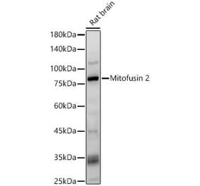 Western Blot - Anti-Mitofusin 2 Antibody (A91451) - Antibodies.com