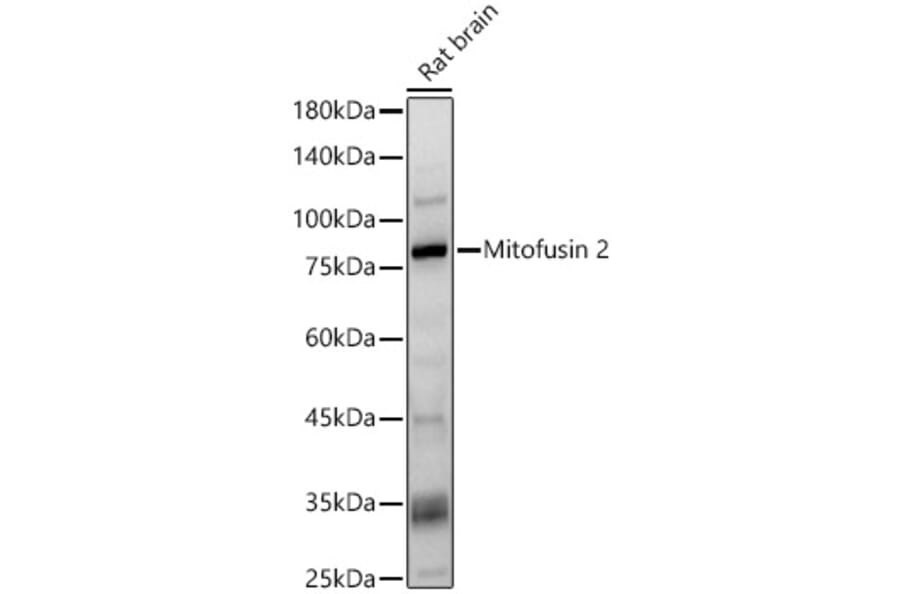 Western Blot - Anti-Mitofusin 2 Antibody (A91451) - Antibodies.com