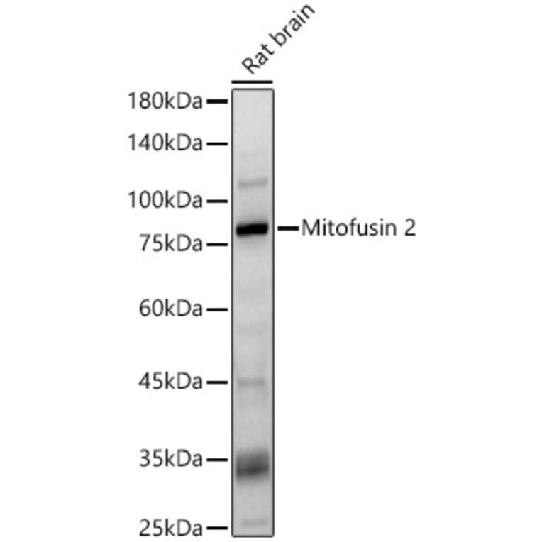 Western Blot - Anti-Mitofusin 2 Antibody (A91451) - Antibodies.com