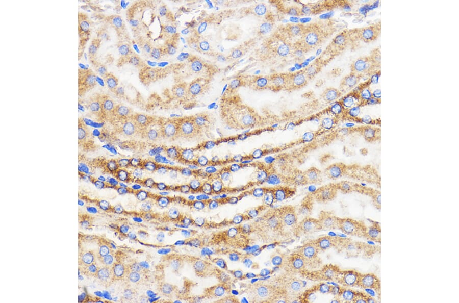 Immunohistochemistry - Anti-Mitofusin 2 Antibody (A91451) - Antibodies.com