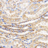 Immunohistochemistry - Anti-Mitofusin 2 Antibody (A91451) - Antibodies.com