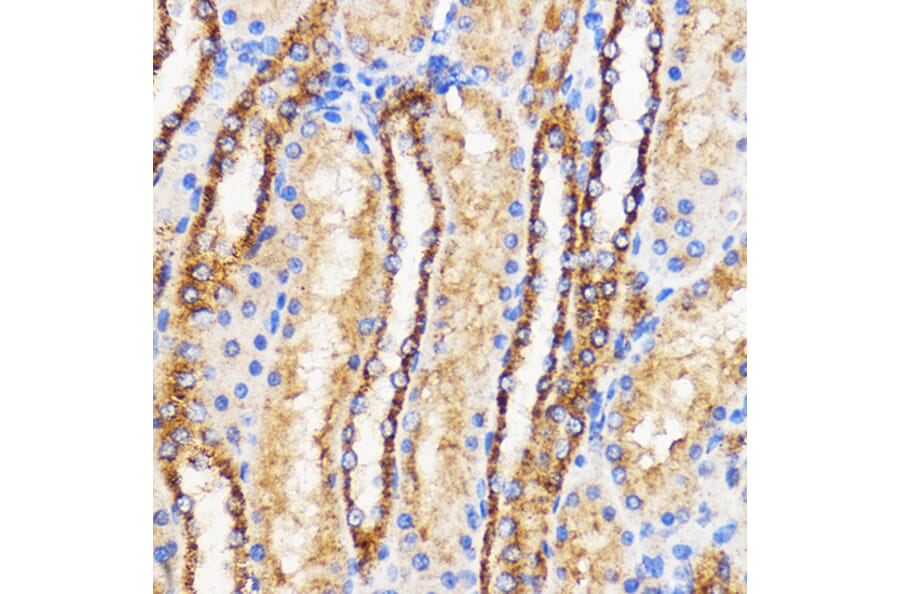 Immunohistochemistry - Anti-Mitofusin 2 Antibody (A91451) - Antibodies.com