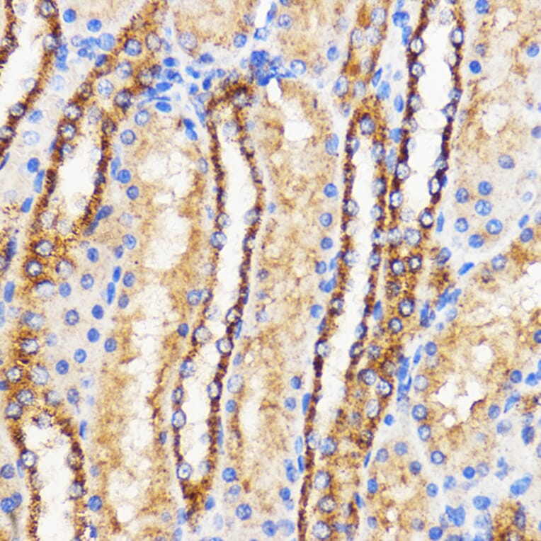 Immunohistochemistry - Anti-Mitofusin 2 Antibody (A91451) - Antibodies.com