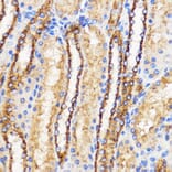Immunohistochemistry - Anti-Mitofusin 2 Antibody (A91451) - Antibodies.com