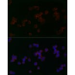 Immunofluorescence - Anti-Mitofusin 2 Antibody (A91451) - Antibodies.com