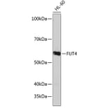 Western Blot - Anti-FUT4 Antibody (A91452) - Antibodies.com
