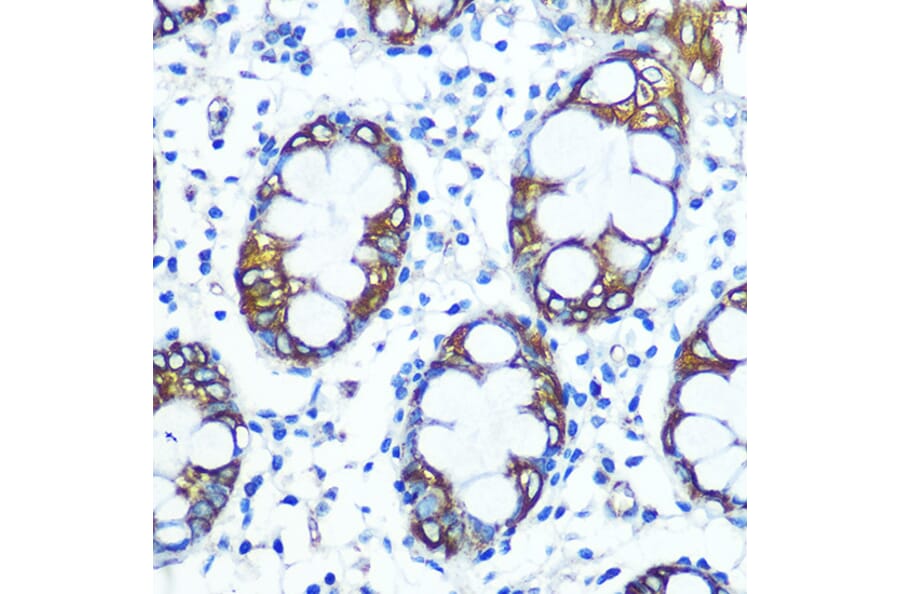 Immunohistochemistry - Anti-FUT4 Antibody (A91452) - Antibodies.com