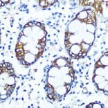 Immunohistochemistry - Anti-FUT4 Antibody (A91452) - Antibodies.com