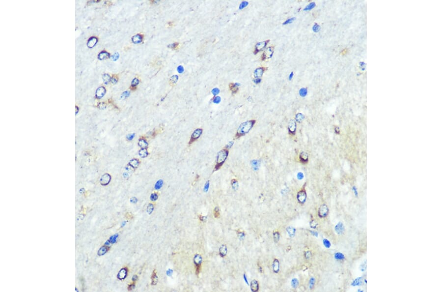 Immunohistochemistry - Anti-FUT4 Antibody (A91452) - Antibodies.com