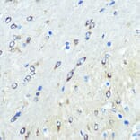 Immunohistochemistry - Anti-FUT4 Antibody (A91452) - Antibodies.com