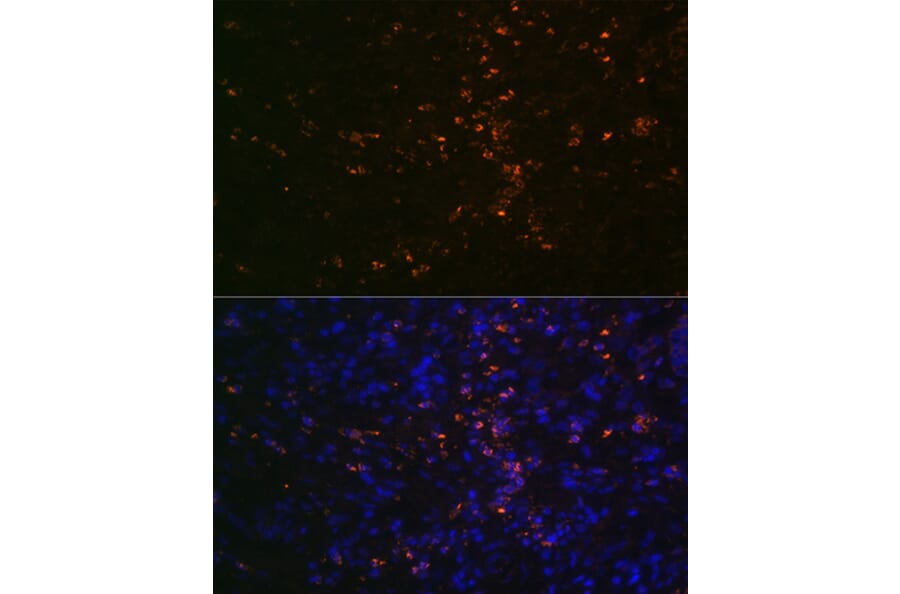 Immunofluorescence - Anti-FUT4 Antibody (A91452) - Antibodies.com