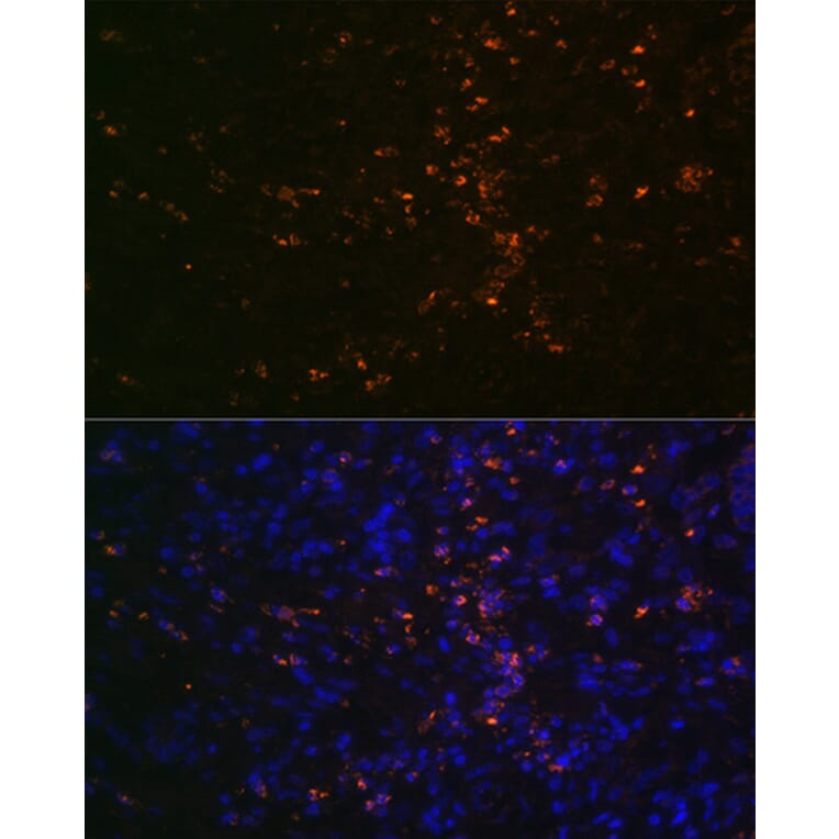 Immunofluorescence - Anti-FUT4 Antibody (A91452) - Antibodies.com
