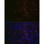 Immunofluorescence - Anti-FUT4 Antibody (A91452) - Antibodies.com