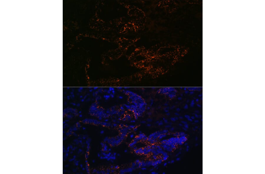 Immunofluorescence - Anti-FUT4 Antibody (A91452) - Antibodies.com