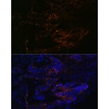 Immunofluorescence - Anti-FUT4 Antibody (A91452) - Antibodies.com