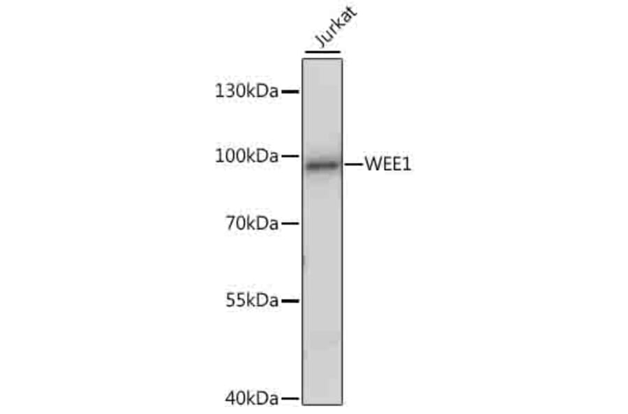 Western Blot - Anti-WEE1 Antibody (A16255) - Antibodies.com