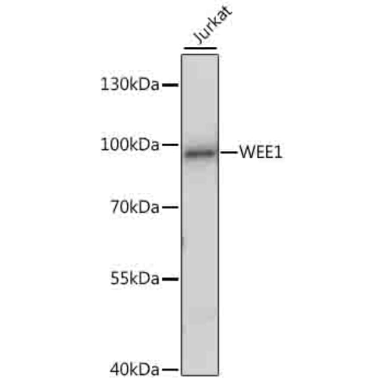 Western Blot - Anti-WEE1 Antibody (A16255) - Antibodies.com