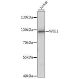 Western Blot - Anti-WEE1 Antibody (A16255) - Antibodies.com