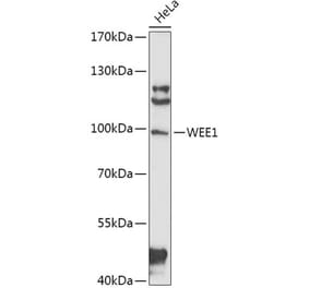 Western Blot - Anti-Wee1 Antibody (A91454) - Antibodies.com