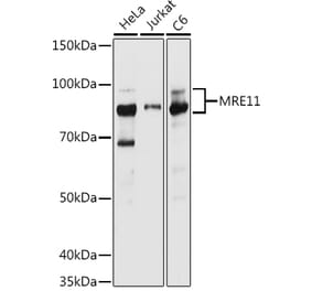 Western Blot - Anti-Mre11 Antibody (A91456) - Antibodies.com
