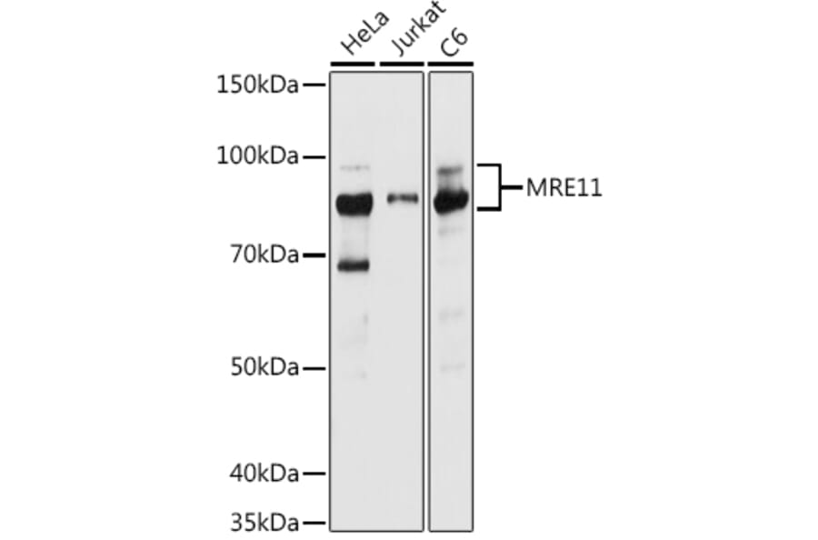 Western Blot - Anti-Mre11 Antibody (A91456) - Antibodies.com