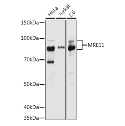 Western Blot - Anti-Mre11 Antibody (A91456) - Antibodies.com