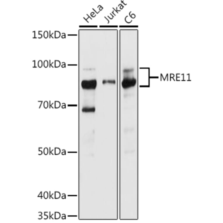 Western Blot - Anti-Mre11 Antibody (A91456) - Antibodies.com