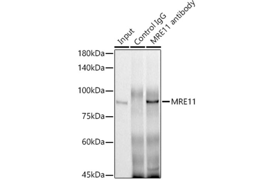 Western Blot - Anti-Mre11 Antibody (A91456) - Antibodies.com
