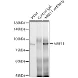 Western Blot - Anti-Mre11 Antibody (A91456) - Antibodies.com